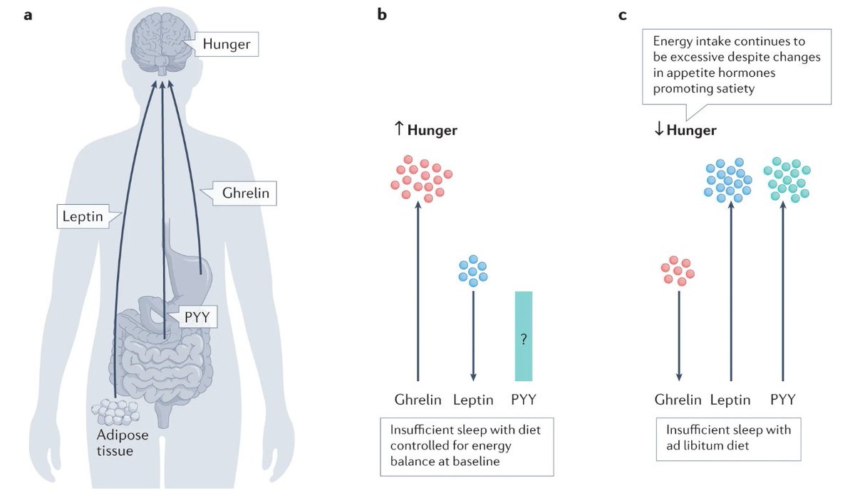 Jean-Philippe Chaput et al discuss the role of #sleep and circadian misalignment in #obesity (£) go.nature.com/3W8gRlF