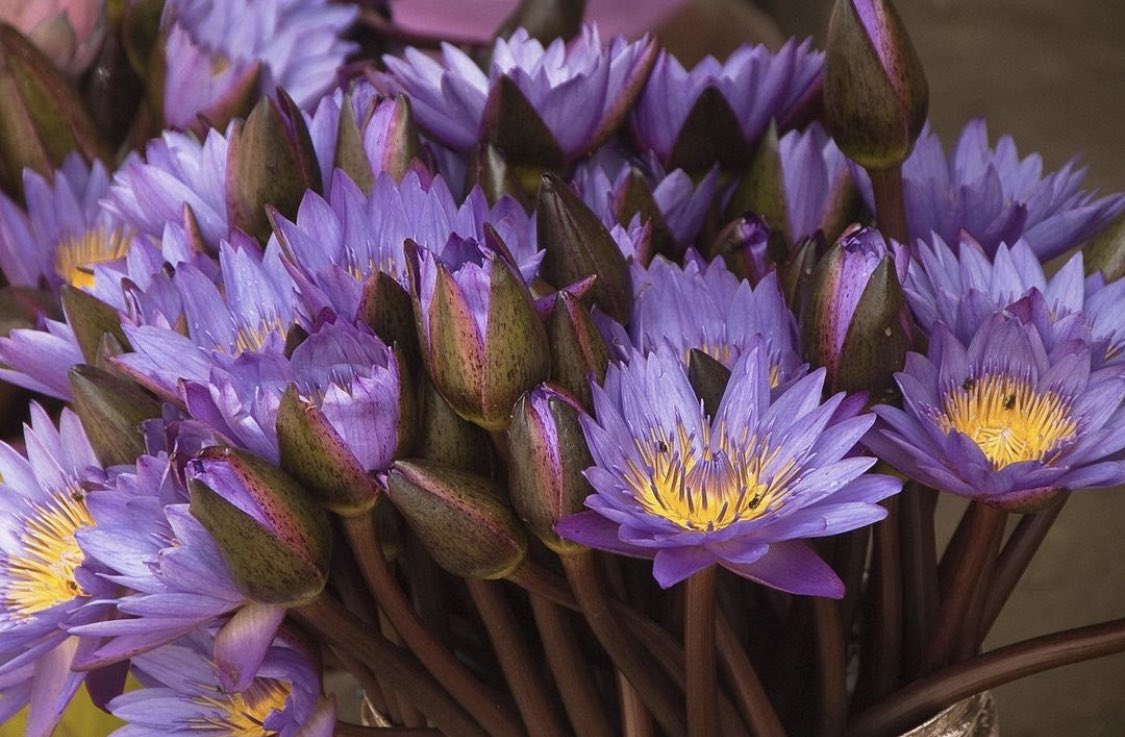 BLBCanada's tweet photo. Experience a sense of tranquility and improved well-being with Blue Lotus. Its potential benefits include anxiety reduction, enhanced sleep quality, and relief from symptoms of #depression.

Explore the benefits today at:

https://t.co/Lq1LE2NtjE

#BlueLotus #SleepAid #Anxiety https://t.co/LYtSGicexQ
