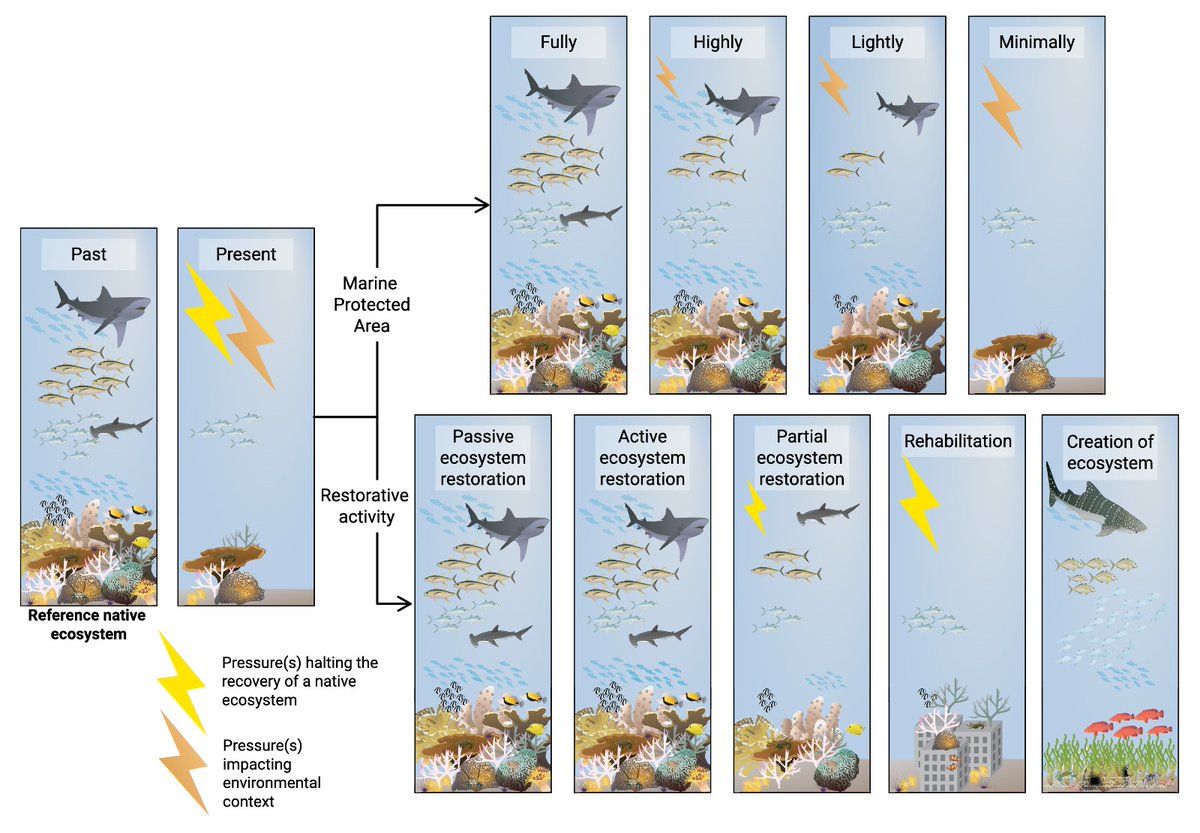 Really amazing to start the year with a new #publication to share!

Avoiding a rigid, one-size-fits all model, we developed a conceptual framework to inform the selection of the most appropriate blue #NbS based on desired intervention objectives and social-ecological context.