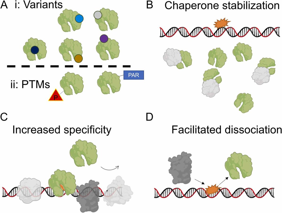 Important study on comparing purified OGG1 to OGG1 produced in mammalian cell extracts using SMADNE. Thanks to <a href="/matt_schaich/">Matt Schaich</a>, <a href="/tylermweaver1/">Tyler Weaver</a>, and @freudlab for this exciting collaboration. 
Single-molecule analysis of 8-oxoguanine glycosylase 1 - ScienceDirect
