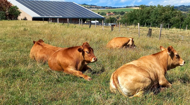 B_Rouille's tweet image. Des systèmes d’alimentation bovin viande bousculés par les effets du changement climatique 🐂⛅️🌧️☘️

Analyse des données #INOSYS 2014-2021

Un thread 🧵👇