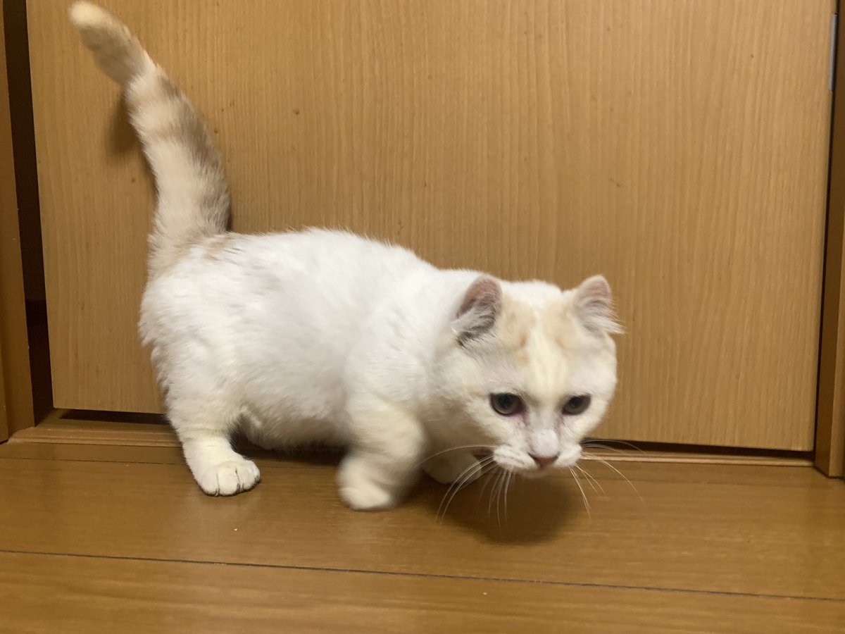 0213Apo's tweet photo. 不動産屋さんにニューカマーの写真を提出しないといけないのに止まるのも寝転ぶのも一瞬、ずっと動いててなかなか撮れない…☺️　#子猫 https://t.co/12ZMdMTs7i