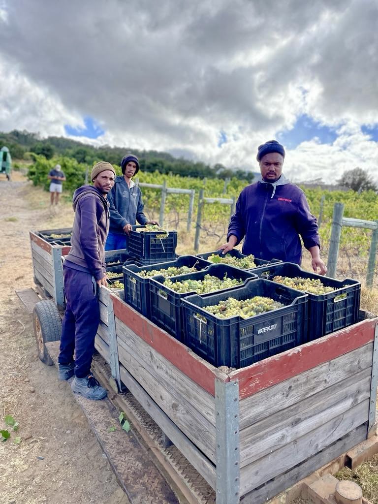 First Chenin Blanc grapes of #SAHarvest2024. Picked early in the morning, when its still cool. Block 28 is picked by hand - where essential quality control starts. These balanced organic grapes are destined for #SeriouslyCool #CheninBlanc #organic