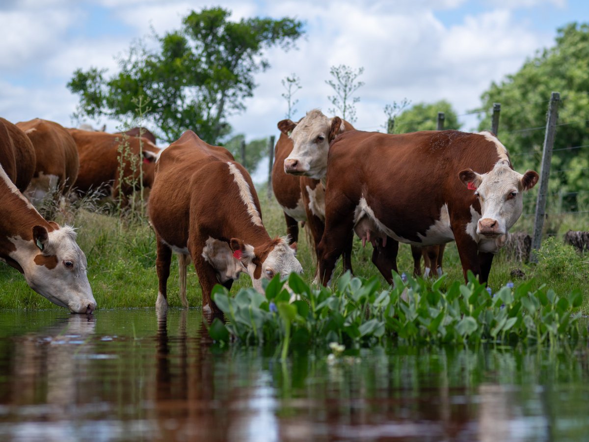 #geneticamarcaelparaiso #hereford #hereforduruguayo