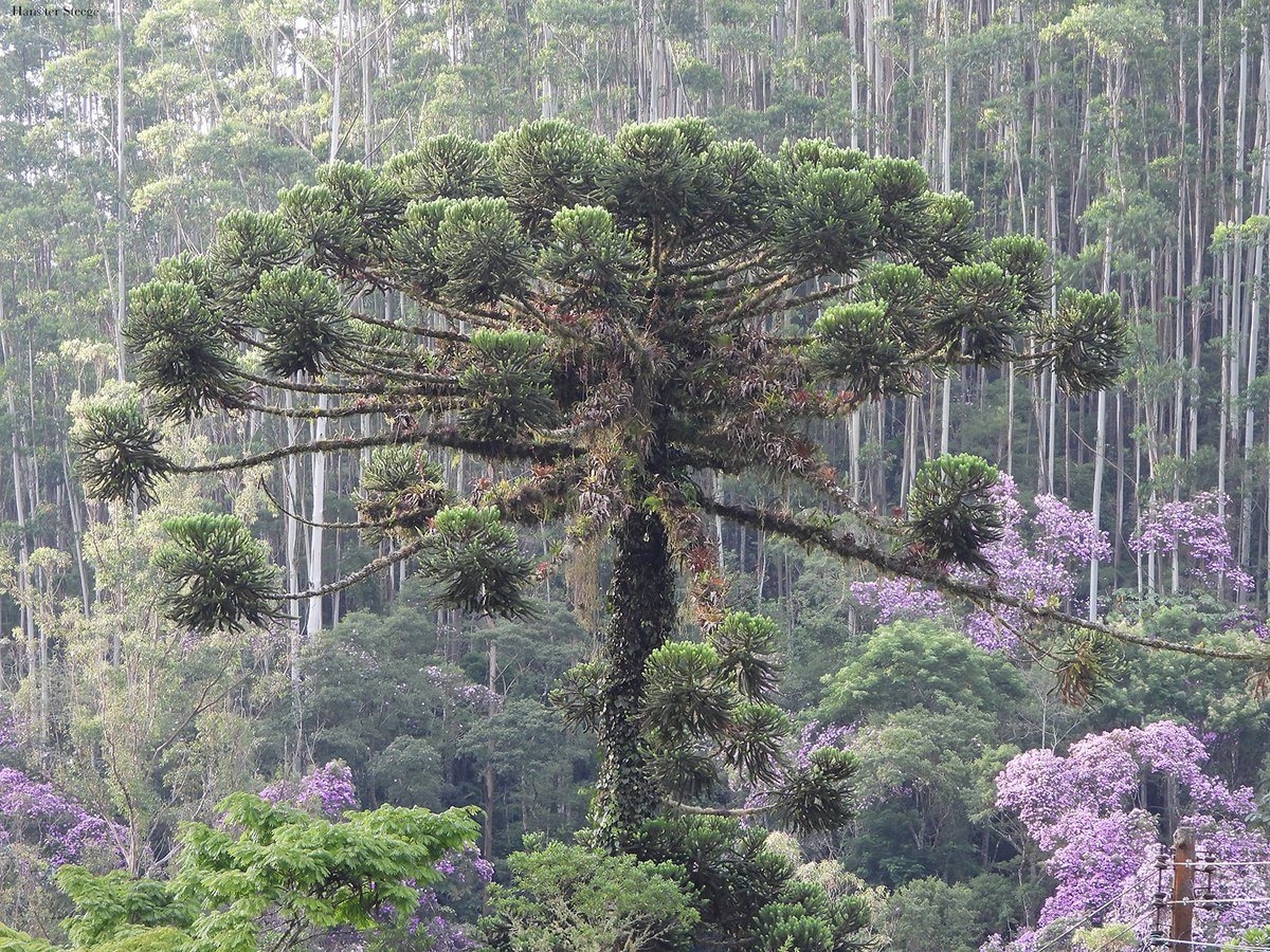 Roughly two-thirds of the 4950 tree species living in the Atlantic Forest, a biodiversity hotspot in South America, are threatened with extinction, according to a new Science study. Learn more: scim.ag/5xQ