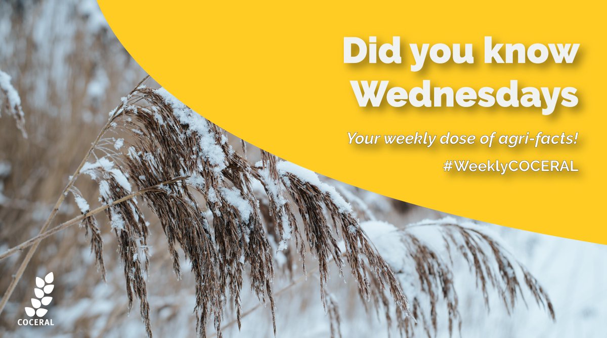 COCERAL_EU's tweet image. It's a winter wonderland in Brussels! ❄☃

Did you know that snow can help winter crops like #wheat?

Studies have shown that snow cover not only increases water content in the 0–5 cm top soil zone, but also increases nitrogen availability and microbial biomass!

#WeeklyCOCERAL