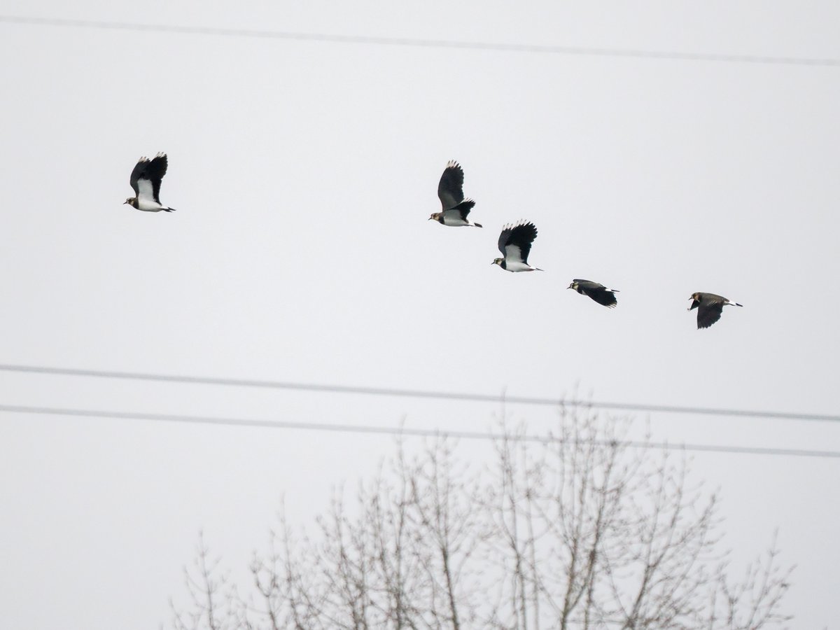 Round- up for a rather dull December @E17Wetlands now on walthamstowbirders.blogspot.com Thanks to @Elliott81758817 @Chris_Farthing @wheresrhys & MLP for pics. Year list stuck on 143 but not bad for what is very much an urban site.