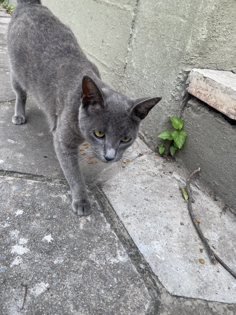Esta hermosa gatita está en Av. Belgrano y caseros (SAN Miguel de Tuc). Es súper mimosa y esta preñada. Buscamos a sus dueños o alguien que quiera darle un hogar. Se me hace difícil tenerla en casa por mis otros gatos. Ayudo con el traslado y la castracion. Por favor rt!