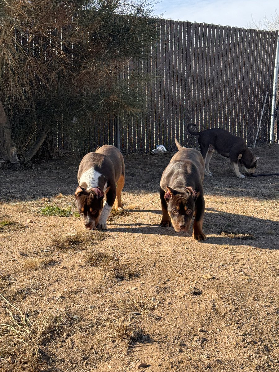DearSerenityS's tweet photo. XL Bully pups available 
5 months old 
ABKC registered 
Top bloodlines https://t.co/e58IArNx33