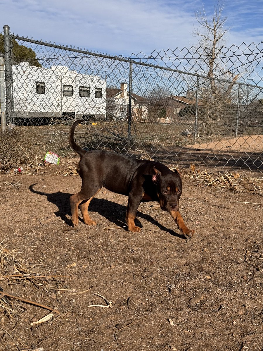 DearSerenityS's tweet photo. XL Bully pups available 
5 months old 
ABKC registered 
Top bloodlines https://t.co/e58IArNx33
