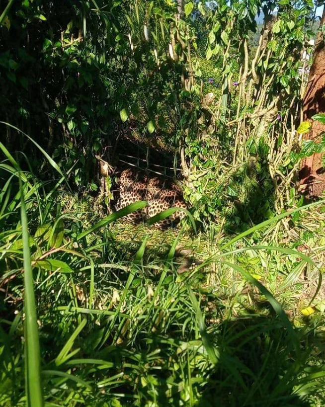 A leopard cought by a snare today in Incident in Glentilt Estate, Maskeliya &amp; DWC Nallathanniya rescued then took the animal to Randenigala. This marks the 1st snaring incident for the year &amp; we lost 18 leopards last year, making 13 of them from snares <a href="/SriLankaTweet/">Sri Lanka Tweet 🇱🇰</a> <a href="/AzzamAmeen/">Azzam Ameen</a>