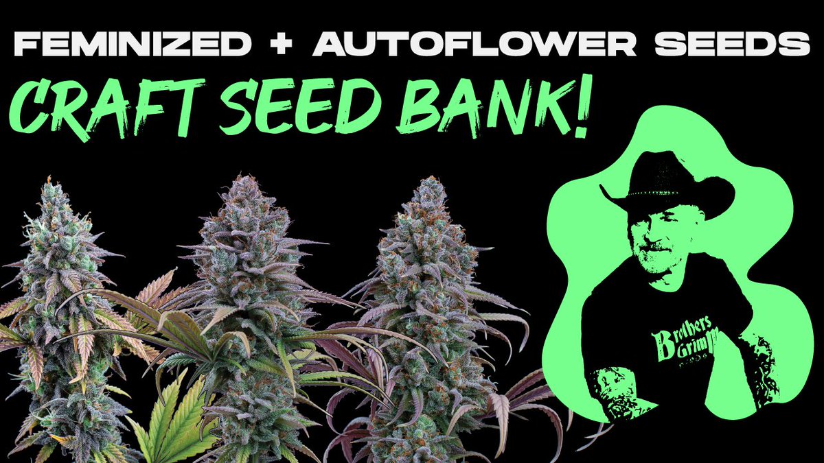 BrothersGrimmOG's tweet image. If you love weed so much, grow it! brothersgrimmseeds.com/shops #stoners #weedcommunity #gotweed #seedbank