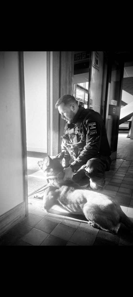 StaffsDogs's tweet photo. This week 3 of our Firearms support dogs are receiving their annual refresher training in building and vehicle tactics working alongside our AFOs
#PDKEV
#PDVIXEN
#PDNEO https://t.co/ojJuO1AgjR