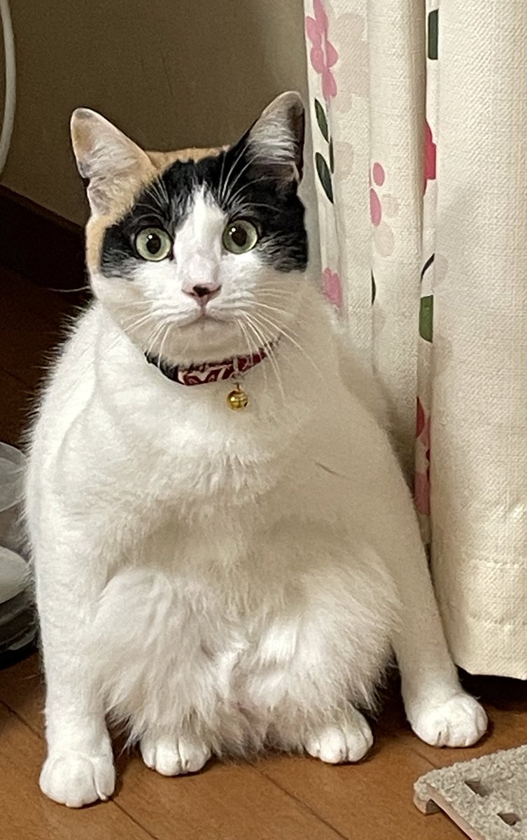 Color_0916's tweet photo. おかしな座り方だな(´▽`*)💞
#いろちゃん
#三毛猫 #元保護猫 https://t.co/zgZIoYL9HO