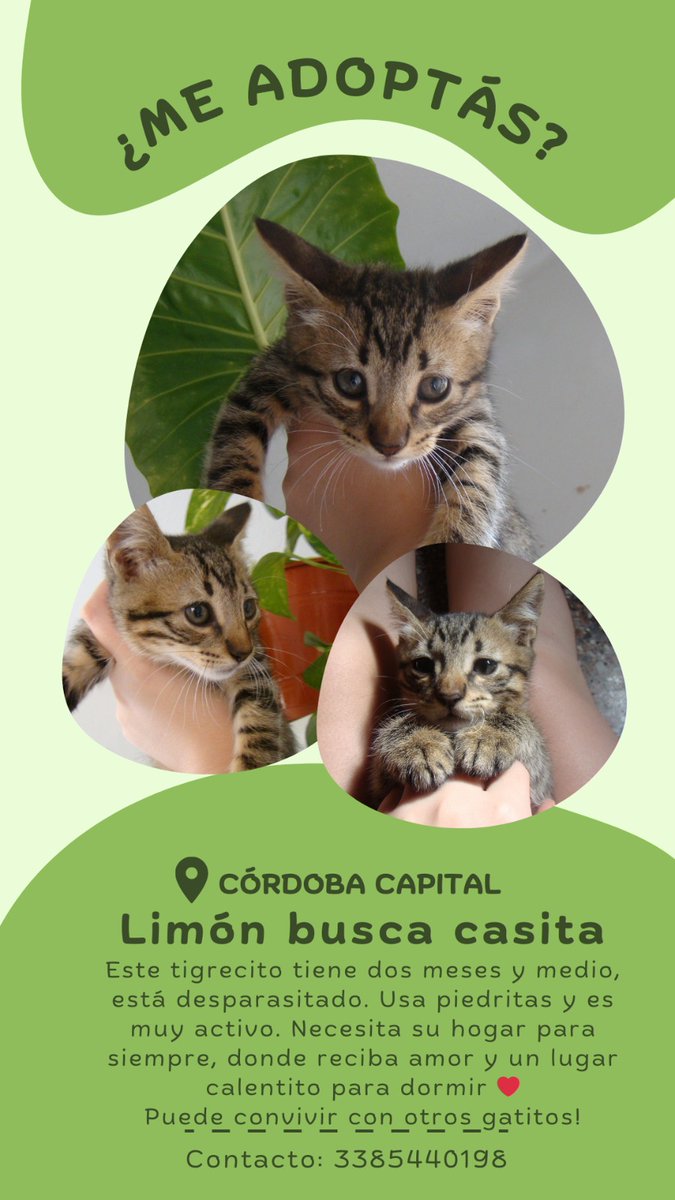 CamiLubri's tweet image. CÓRDOBA CAPITAL!
Limón quiere encontrar casita para siempre. ❤ 
En adopcion responsable este bebé super juguetón y hermoso