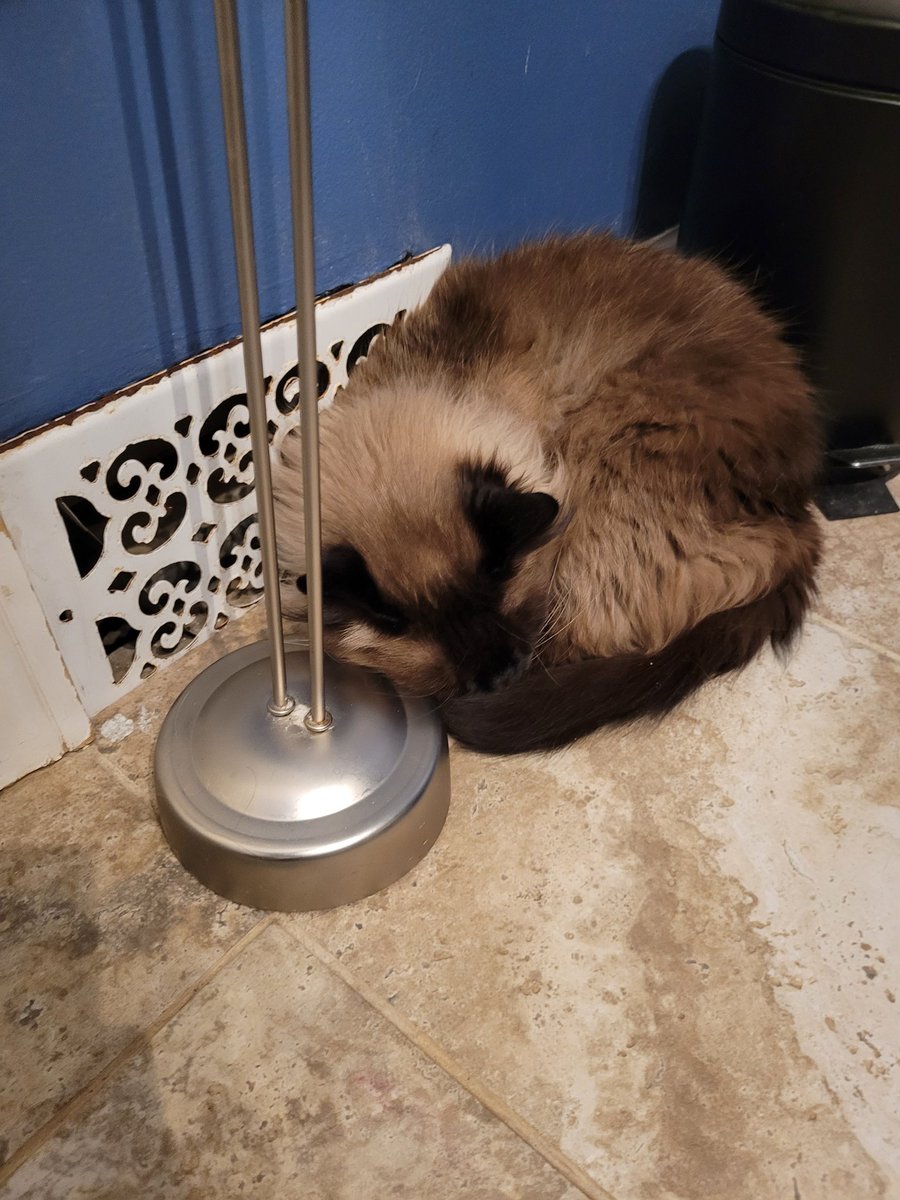 SandSibilings's tweet photo. My cat lays in the bathroom like a pauper child https://t.co/jIYFYlBGMD