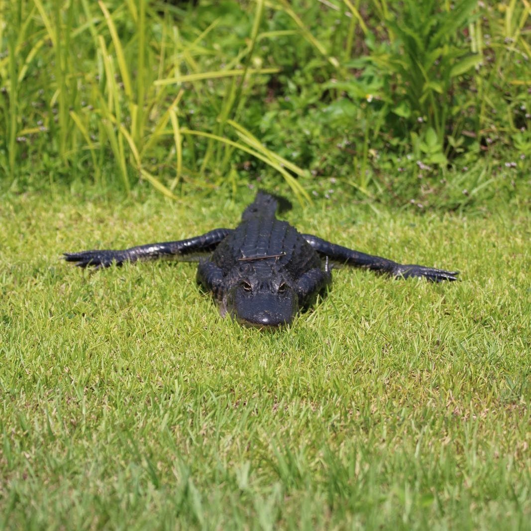 GatorsDaily's tweet photo. sploot https://t.co/MyEzKibJ1I