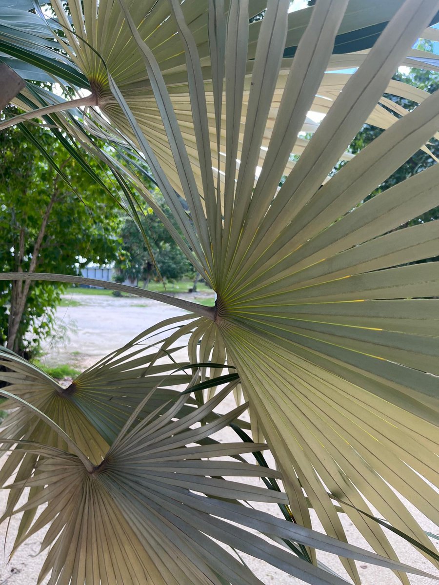 Garden views on this lovely Wednesday morning 🌞

#caymanbrac #heritagehouse #gardens