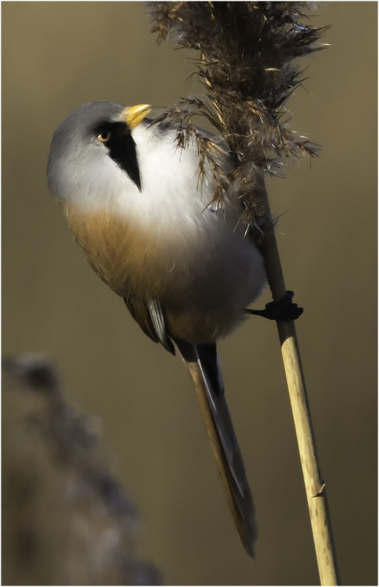 archmaca's tweet image. Bearded Tit
#NaturePhotography #naturelovers #birding #birdphotography #TwitterNatureCommunity #BirdWatching #BirdsSeenIn2024