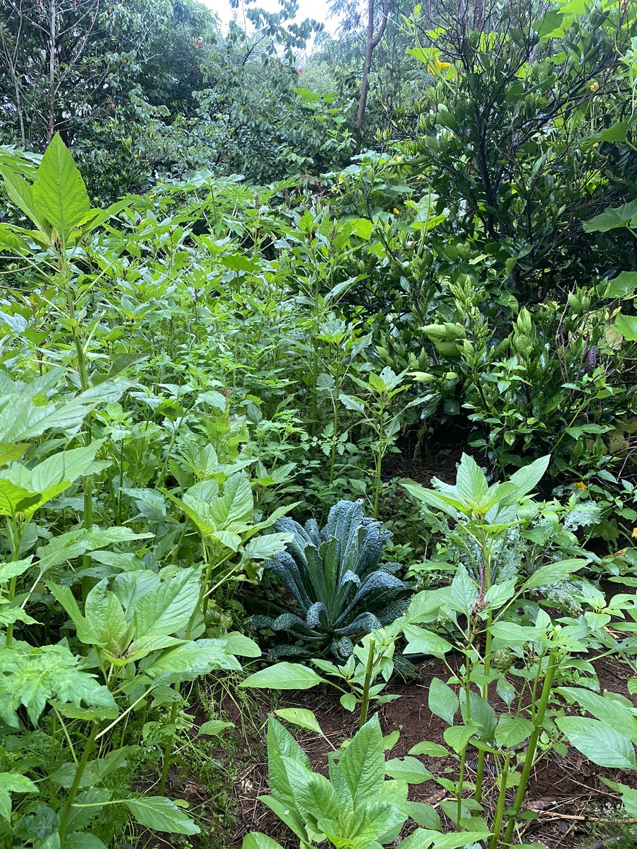 kenya_mchuzi's tweet photo. Food forest. Took 8 years and lots of pain and sadness, lost a lot, learnt a lot. Couldn’t have done it without my support team, the bees, the birds, the rain and the glorious sun. Farming has taught me patience, but it’s mostly taught me resilience. #syntropic #foodforest https://t.co/44KmIq9PlH