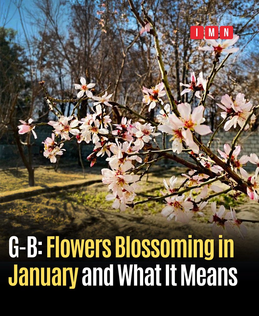 What Causes Early Blossoms?
According to a study conducted by researchers from Ohio State University, a decrease in the total number of rainy days causes plants to bloom earlier. 
#IbexMediaNetwork #gilgitbaltistan #climatechange #Climateaction #globalwarming #spring2024