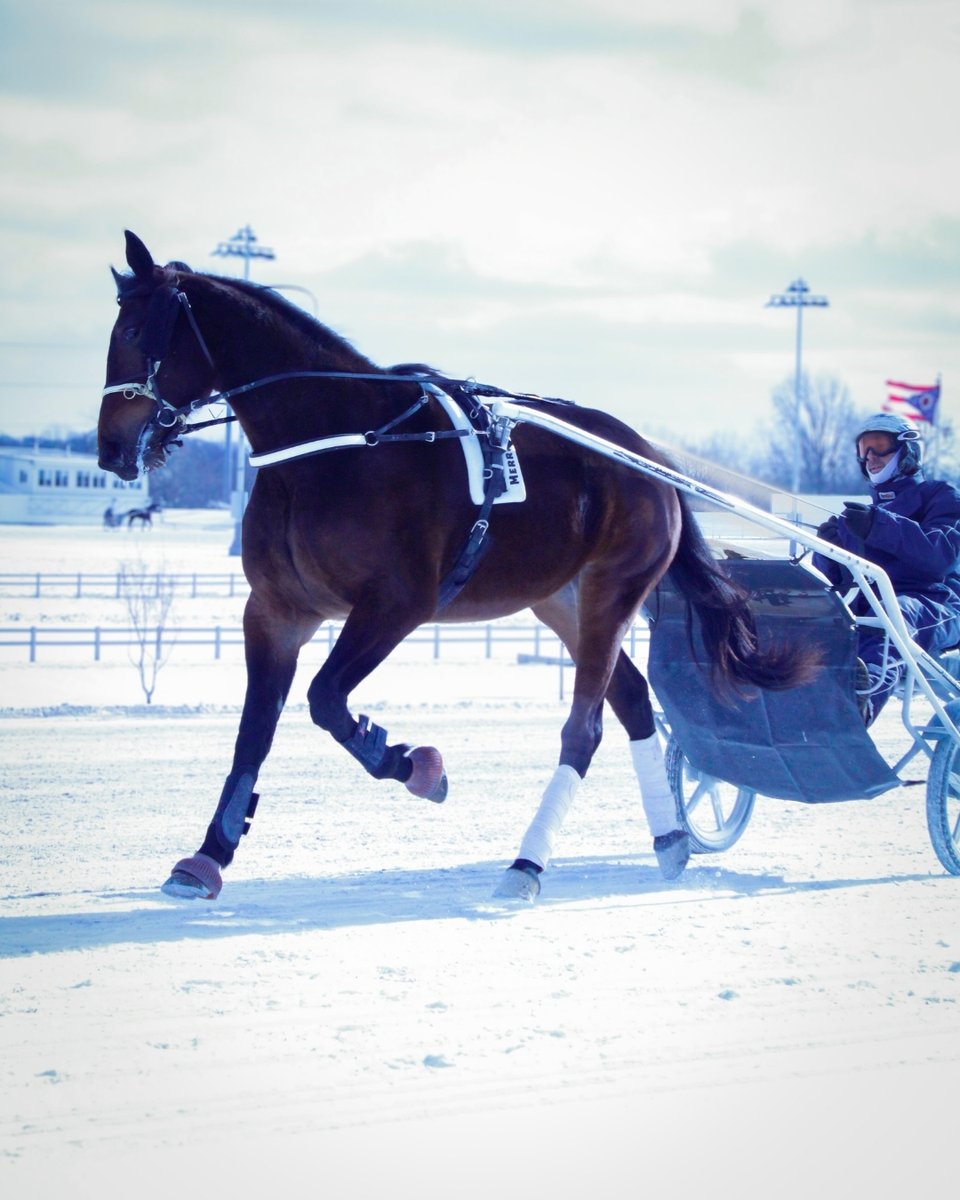 Galloping through the ❄️ at @NfldPark