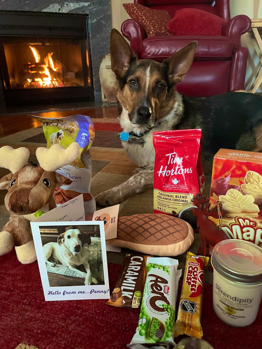 PUP MAIL 🐶📮 Hooooowl Look What I Got From My Buddy Penny @CanadianPenny1 & Mom! Such A Wonderful Surprise! You’re So Kind & Such A Good Fren! I just Finished A Potato Skin Chew & Teasing Mom With Moose & Beaver Tail! Mom, @TimHortons Coffee Won’t Help Catch Me! #DogsOfX #ZSHQ