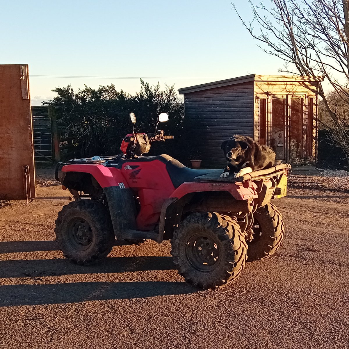 Retired sheepdog basking in the morning sun as the young crew round up the sheep