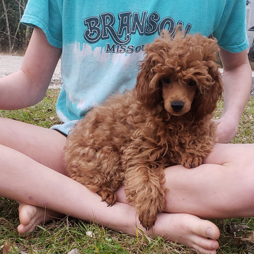 Covergirlbeads's tweet photo. Visit Radiant Red Poodles for your next poodle puppy   https://t.co/VT6ZdjLJdo #RadiantRedPoodles #RedPoodles #PoodlePuppies #RedPoodlePuppies #PuppyLove #PoodleLovers #ToyPoodles @Covergirlbeads https://t.co/AKxVqaMWvs