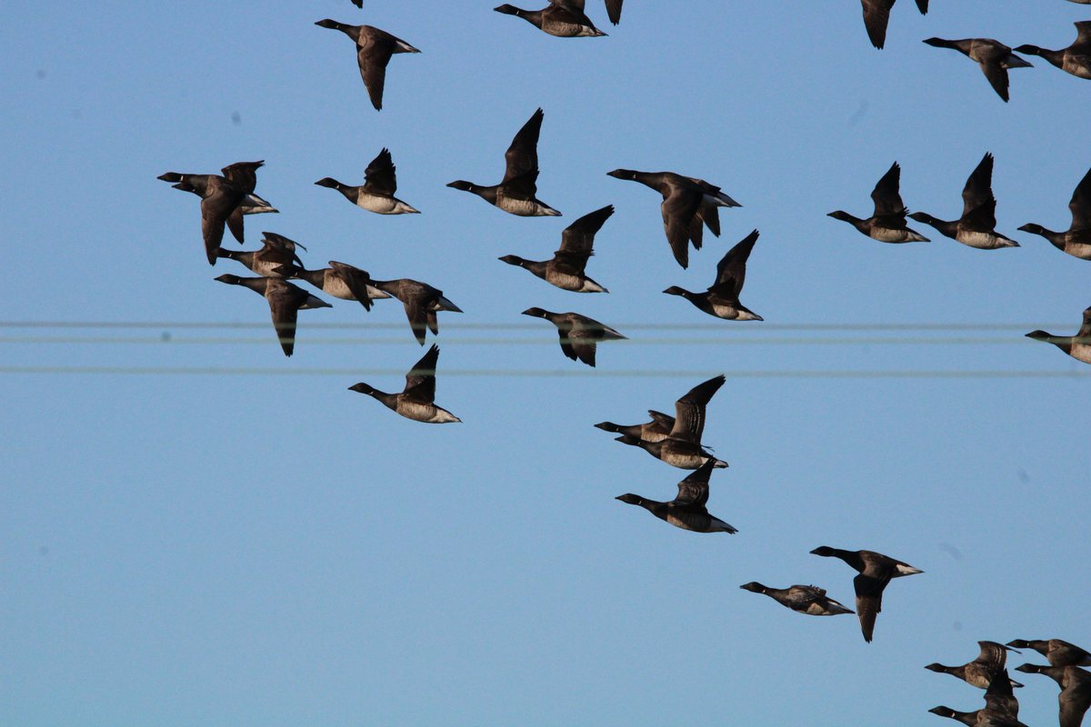 Never seen Brent Geese before. Was just about to leave Holy Island when a huge flock flew over. @BBCSpringwatch @NTNorthd_Coast @ChrisGPackham @michaelastracha #birdwatching #BirdsOfTwitter #BirdsSeenIn2024 #Winterwatch #birdphotography