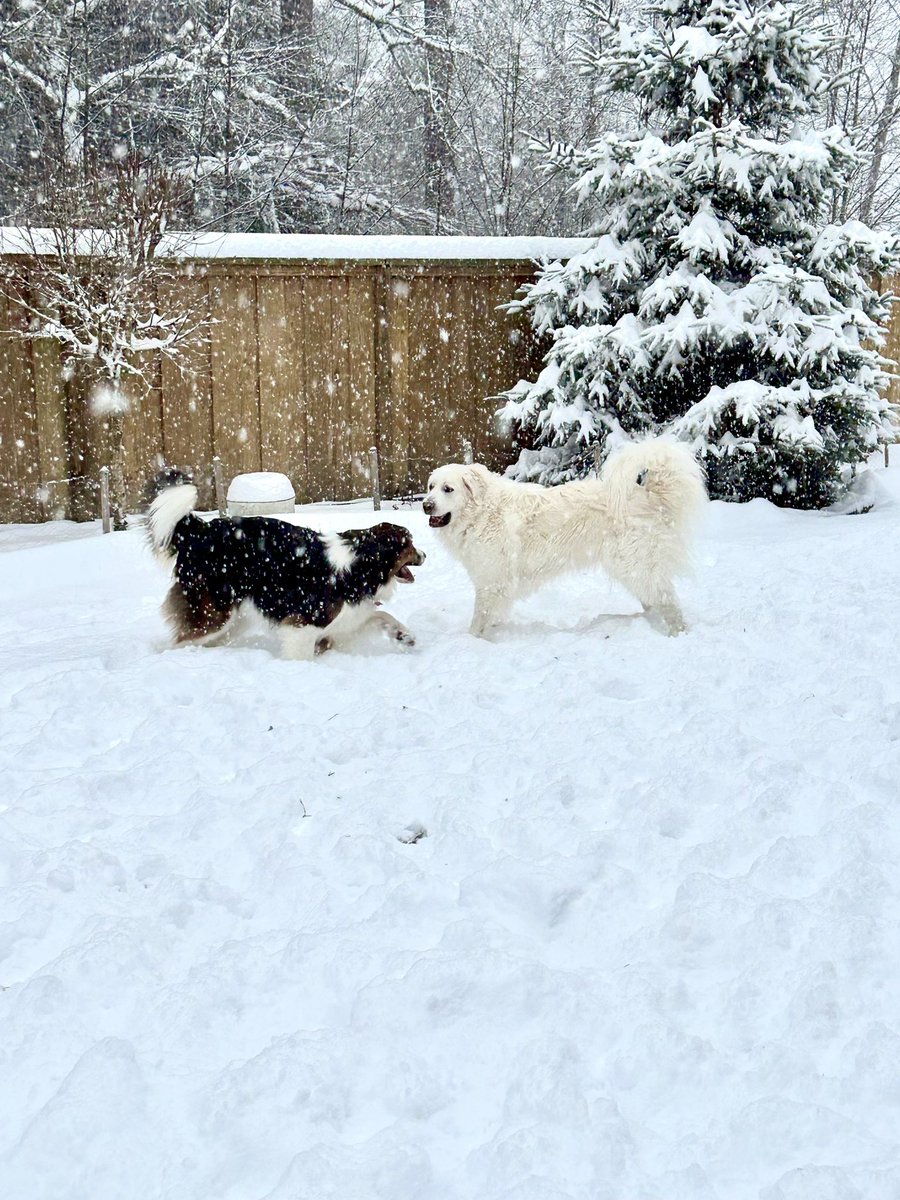 Snow Day in Maple Ridge and the pups are lovin’ it! ❄️🐾💙
#snowday #greatpyrenees #greatbernese
