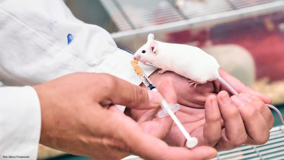 University of Zurich (@uzh_en) on Twitter photo Less stress for test animals, better research: Professor <a href="/meyer_uzh/">Meyer Lab UZH</a> and his team have developed a new method of orally administering pharmaceutical substances to mice. The new method has several benefits and will now be rolled out more widely: news.uzh.ch/en/articles/ne… Less stress for test animals, better research: Professor <a href="/meyer_uzh/">Meyer Lab UZH</a> and his team have developed a new method of orally administering pharmaceutical substances to mice. The new method has several benefits and will now be rolled out more widely: news.uzh.ch/en/articles/ne…