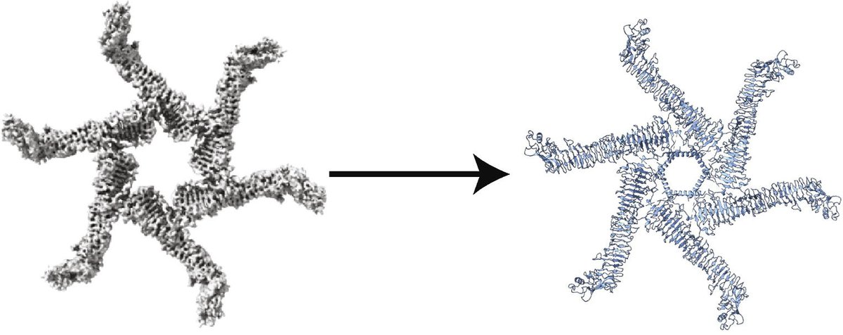 UMLifeSciences (@umlifesciences) on Twitter photo By coupling the power of single particle #cryoEM and #cryoET, LSI researchers have revealed a model for how H. pylori’s pore-forming toxin VacA reconfigures to interact with cell membranes, an essential step for its contribution to gastric disease. <a href="/JMolBiol/">Journal of Molecular Biology</a> By coupling the power of single particle #cryoEM and #cryoET, LSI researchers have revealed a model for how H. pylori’s pore-forming toxin VacA reconfigures to interact with cell membranes, an essential step for its contribution to gastric disease. <a href="/JMolBiol/">Journal of Molecular Biology</a>