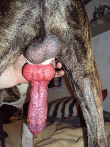 holy fuck 🐶💕 #dogknot #knottygirl #zoo #borntobebred #doggie #beast #dogcock