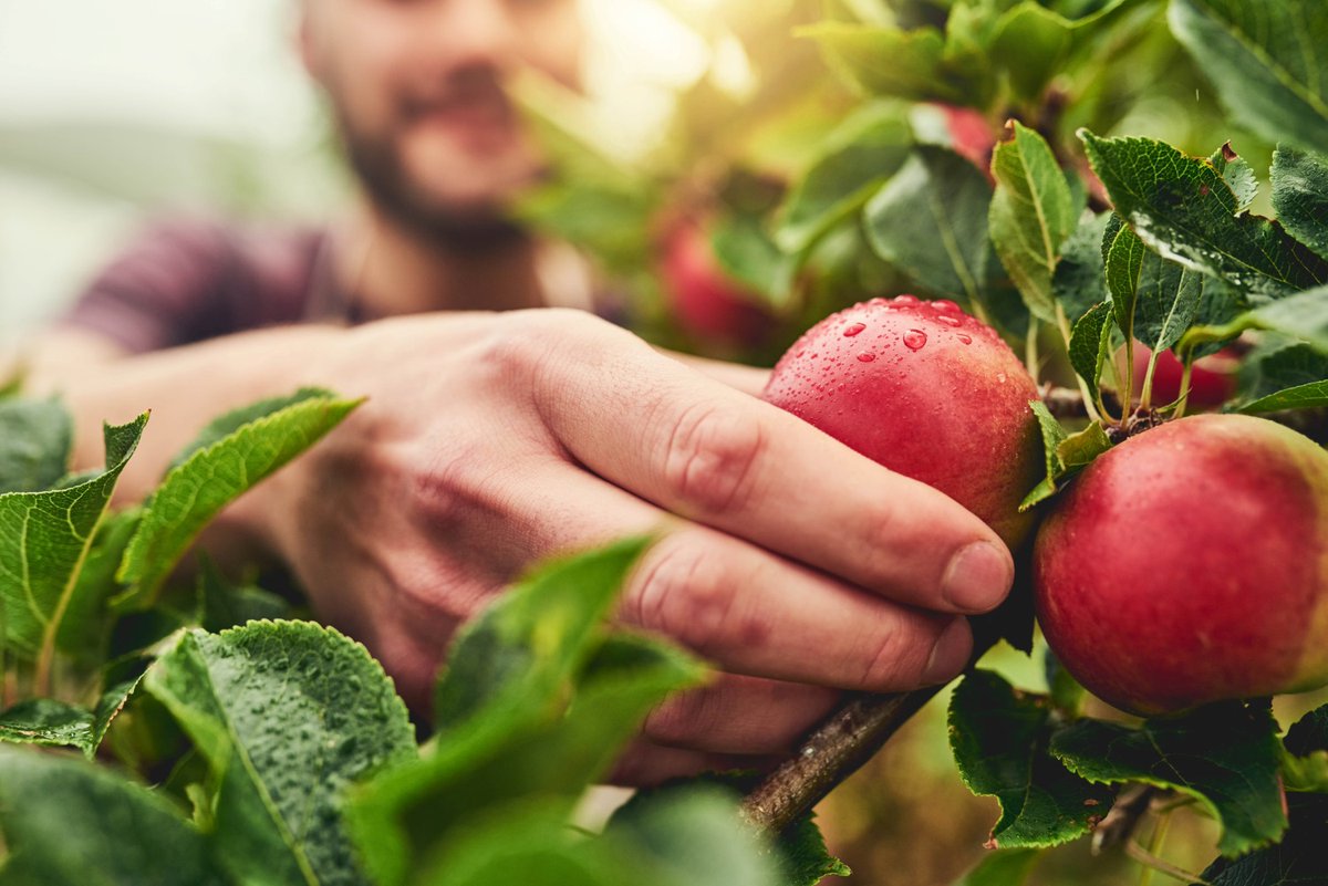 legg_ukri's tweet photo. @DefraGovUK &amp; Innovate UK announce £6.7m funding in two projects to address challenges in orchard management &amp; grassland farming. These will:

✔️enhance environmental sustainability
✔️minimise environmental impact
✔️boost economic and sustainable aspects
👉https://t.co/1dtcW1bHuf https://t.co/Fspu0GBN3f