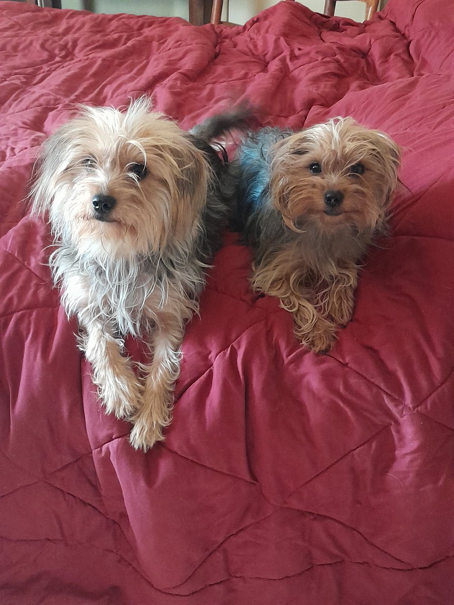 My ragdogs...Holly and Bailey