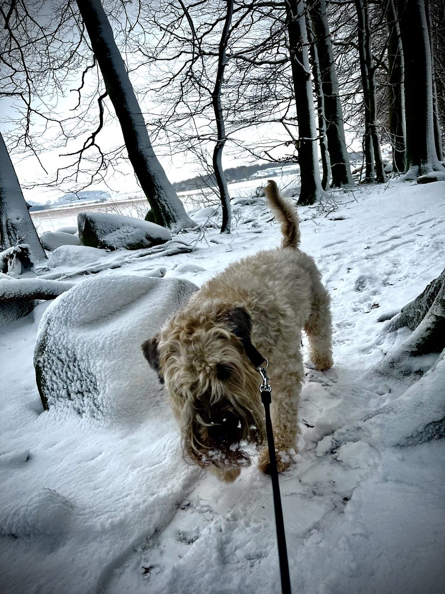 manlinger's tweet image. Vinterpromenad med C