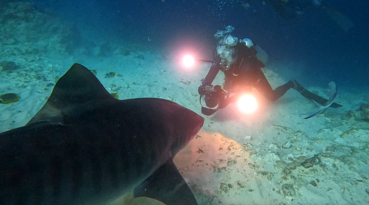 #tigershark coming in hot at #fuvahmulah in the #maldives! Camera: @canonusa 1dx ii, 17-40mm f/4, @nauticamhousings Gear: @cressi1946 #tokugawa 3mm wetsuit, #cressi #aquaride BCD, #cressi AC2 regs/octopus and #cressi #goa watch. #sharks #themaldives