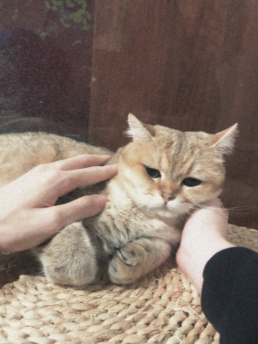 NotyourAsura's tweet photo. 跟她拍了很漂亮的一组可以当情侣头像🥰 https://t.co/KuyJxnjUie