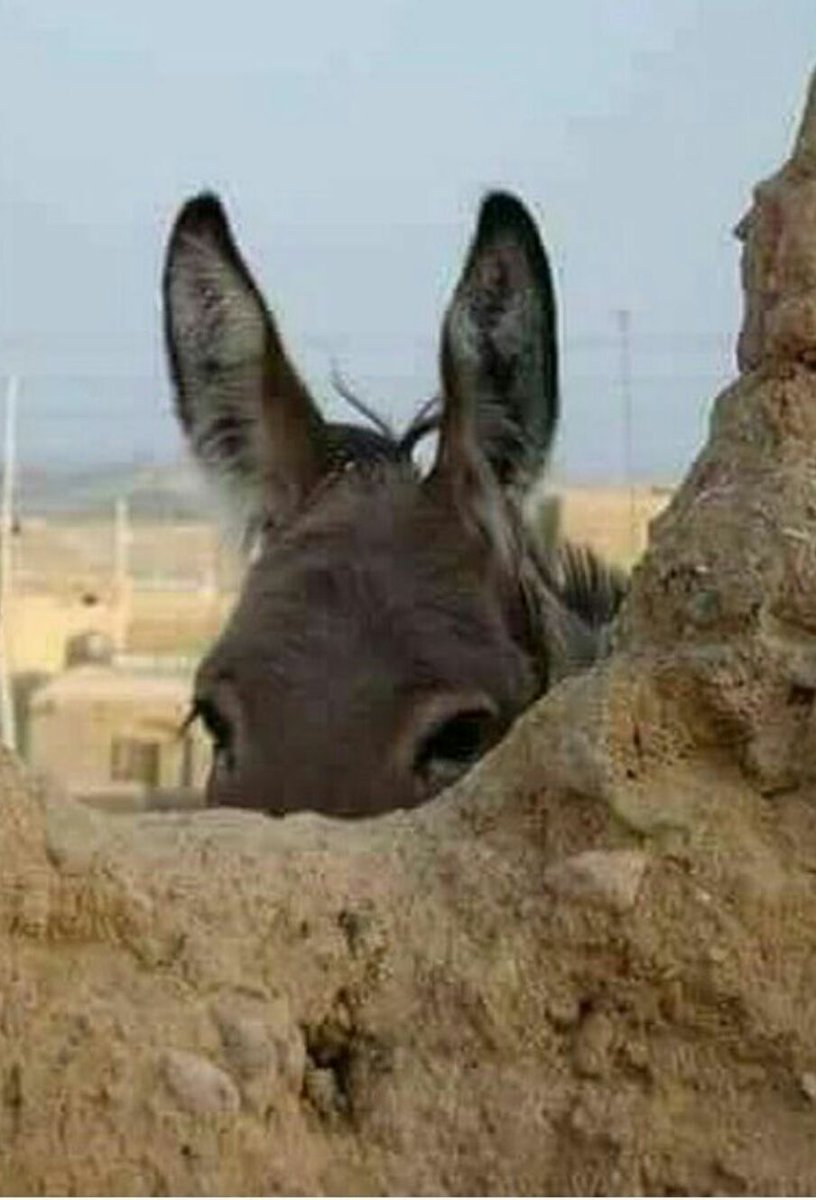 کەرێکی عاقڵ و ووریا