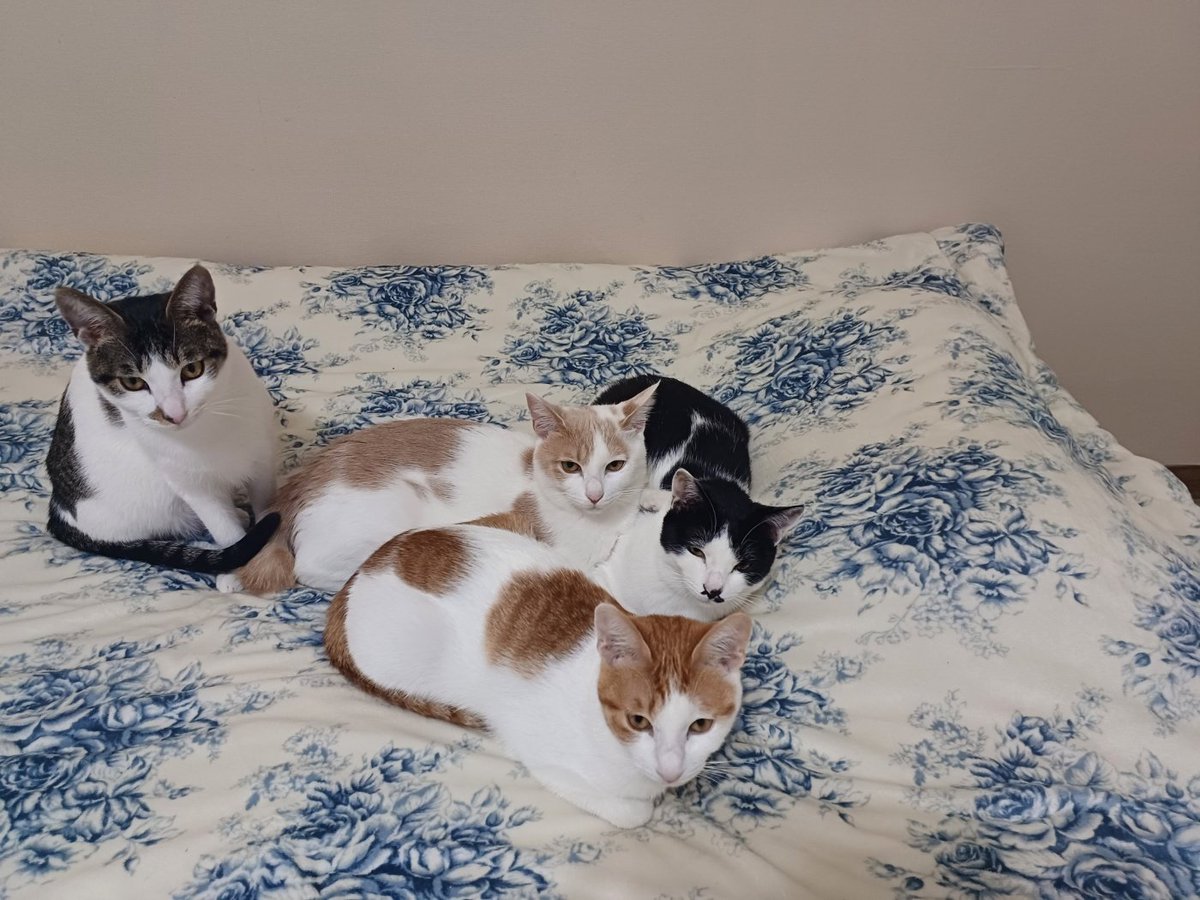 사랑이 미미 행복이+행운이^^
행운이와 사랑이는 대식가예요
항상 둘이 남아 끝까지 먹는답니다
사냥놀이시 미미는 몸이 가벼워서인지 공중제비 수준으로 날아다녀요 사랑이도 날고 행운이도 엄청 좋아해요^^
평생집사님 찾습니다