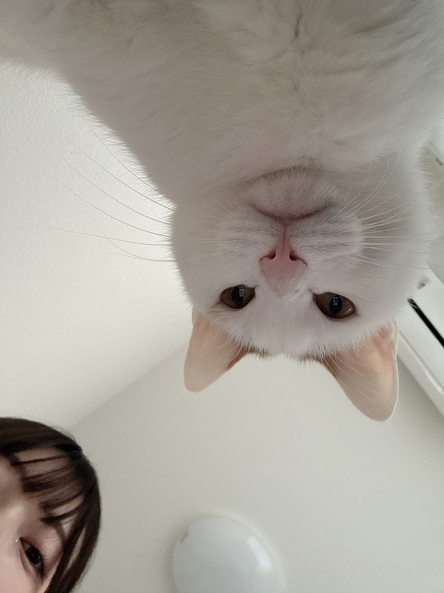 Twitterひさしぶり🐈🤍 SNSの使い分け難しい