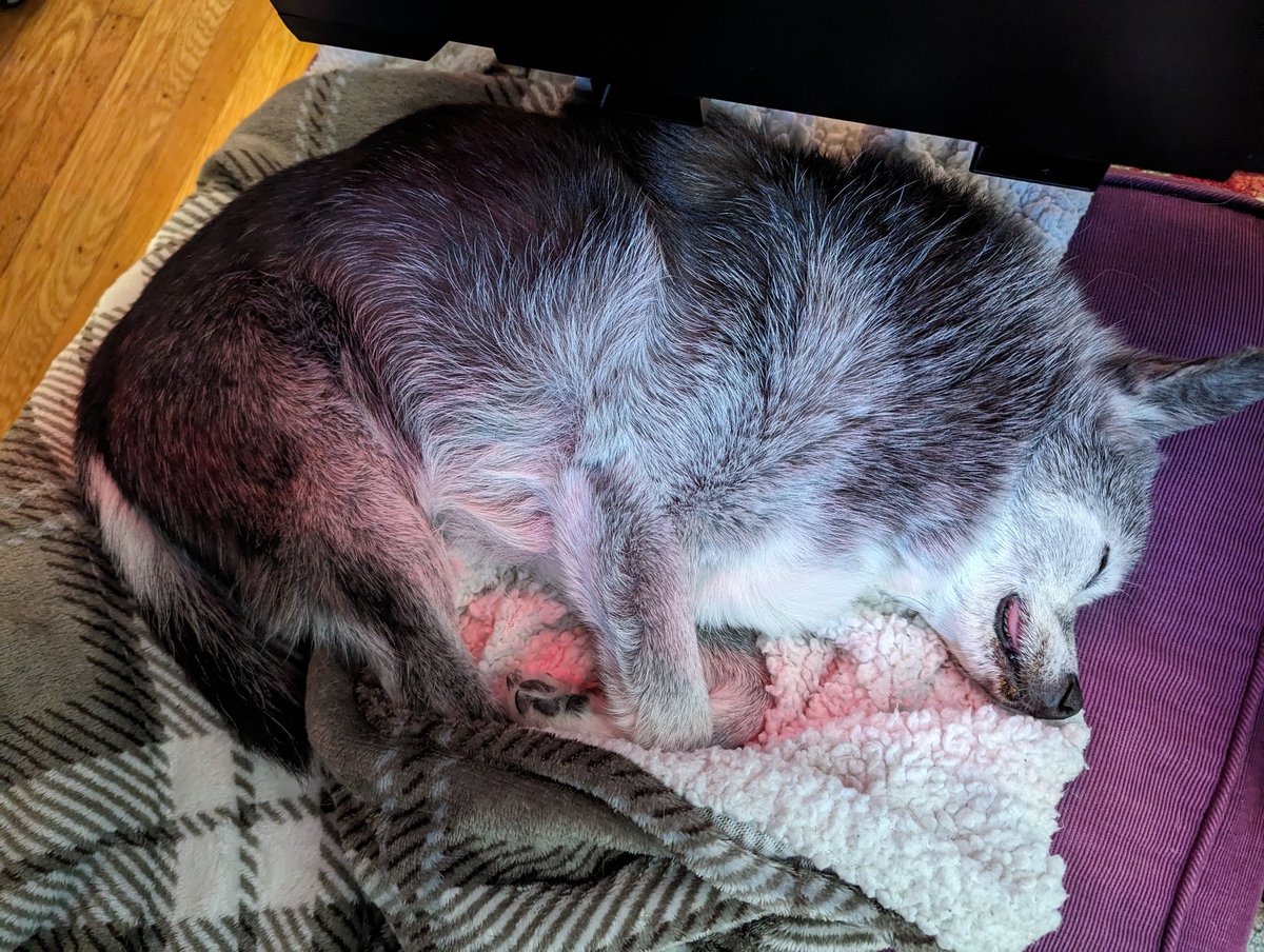 MilesSleeping's tweet photo. https://t.co/K2cgrrUMZI