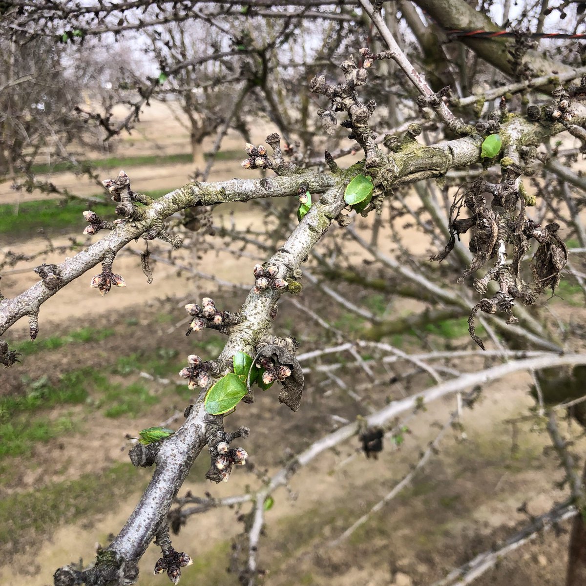 WCAProducts's tweet photo. How important are #dormancy sprays? 🤔 Craig, a San Joaquin Valley farmer, believes they're key to a successful season.

NanoCrop, effectively protected his orchard from pests &amp; diseases, outperforming #crop oils he used before.

Read his story 🔗 https://t.co/gvD3nlWRtZ https://t.co/vSXn20UBLp