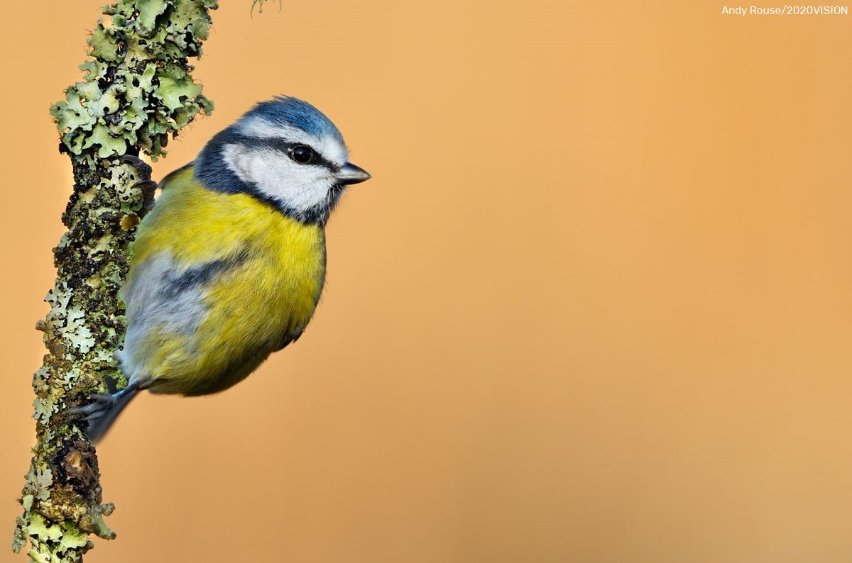 Wildlife Trusts Wales (@wtwales) on Twitter photo Do you love wildlife and want to help nature recover by mobilising, supporting and empowering individuals, groups and schools to take action for wildlife? 🌳🦔🦉 If yes, we'd love to hear from you!
👉 Team Wilder Engagement Manager - Up to £32,000
welshwildlife.org/jobs/team-wild… Do you love wildlife and want to help nature recover by mobilising, supporting and empowering individuals, groups and schools to take action for wildlife? 🌳🦔🦉 If yes, we'd love to hear from you!
👉 Team Wilder Engagement Manager - Up to £32,000
welshwildlife.org/jobs/team-wild…