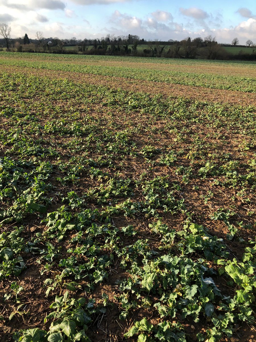 ⭐️ Dennis ⭐️ has been out and about on his travels, walking fields monitoring for club root 🥾❄️

<a href="/ADASGroup/">ADAS</a>