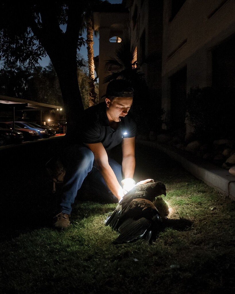TheParagraphic's tweet image. Invasive birds like pigeons pose significant issues for urban areas especially residential homes with solar panels. Desert Kings Falconry uses birds of prey like hawks to naturally eliminate these problematic pest birds. 🐦🏙️ #UrbanBirds #SolarPanelIssues #InvasiveSpecies