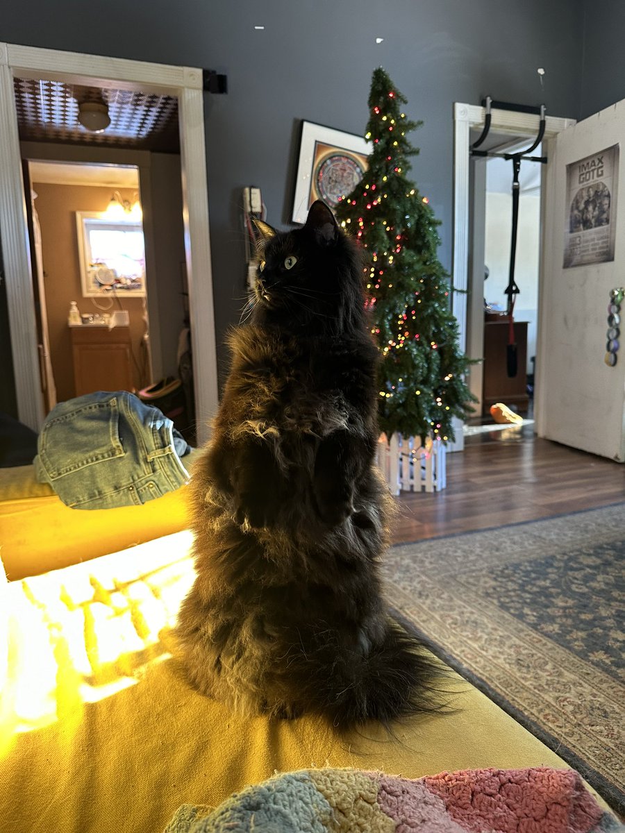 My cat impersonating my Christmas tree