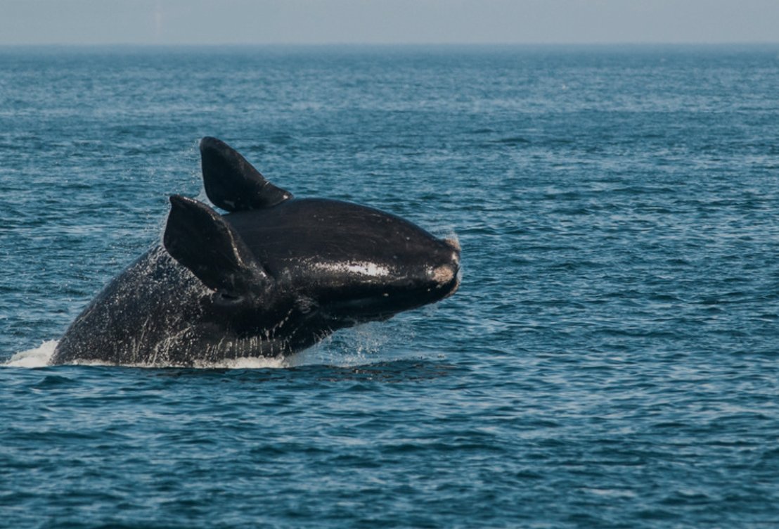 saveLBIorg's tweet photo. If Wildlife organizations are funded by #OffshoreWind, who speaks out for #Wildlife? Crickets? 
#Whales #Dolphins #Birds #Endangered https://t.co/KWGsH2wCTS