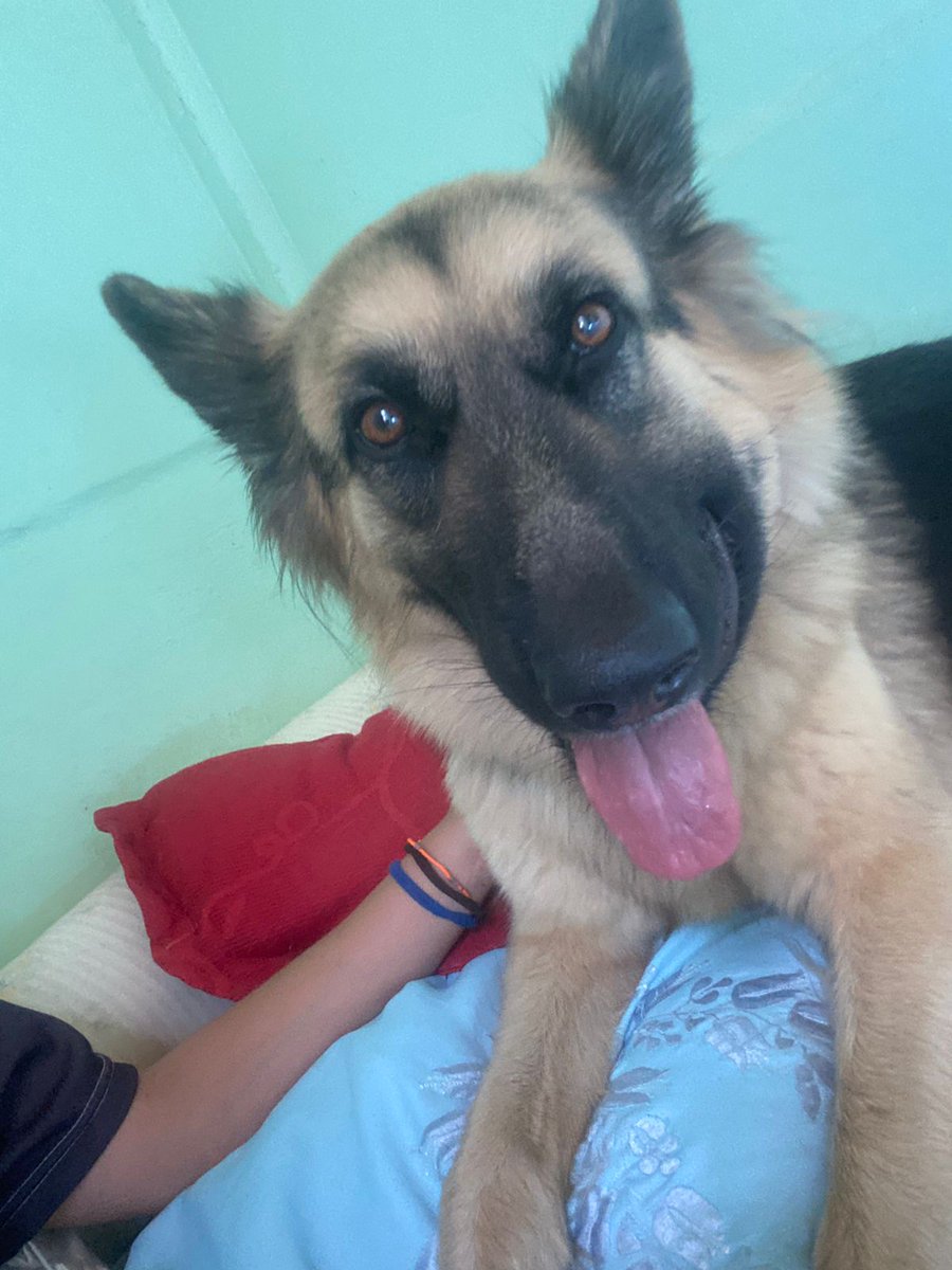 Salve rapaziada, quem me acompanha há um tempo já conhece meus cachorros mas hoje vim falar de uma dificuldade que estamos passando com a nossa pastora alemã (a Pitica). Ela tem só dois anos e tá sofrendo por conta de um tumor no pescoço.
Essa é ela antes / Essa é ela agora +